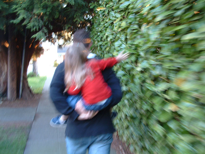 Illustration in the novel theMystery.doc by Matthew McIntosh, p.1141. Seen from behind: a young father gives his preschool daughter a piggyback ride while walking down a sidewalk. She is reaching her little hand out to brush the leaves of a hedge with her fingers.